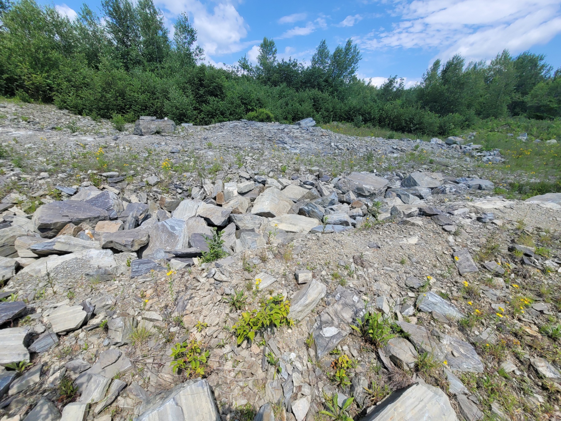 Field of quarried stone rubble with tree line beyond